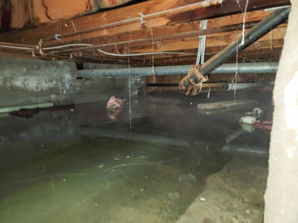 Best Flooded house restoration  in Duluth, WA