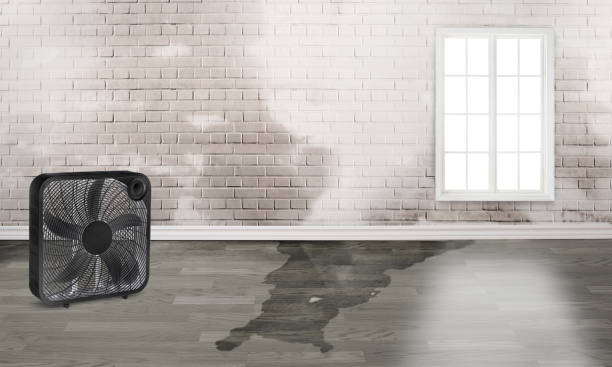 Best Basement water damage restoration  in Duluth, WA