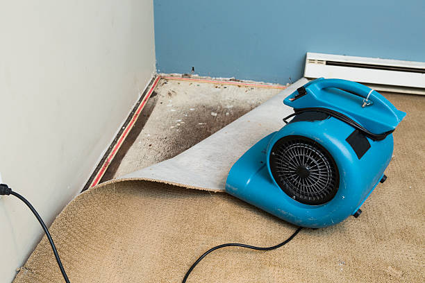 Best Mold removal after water damage  in Duluth, WA